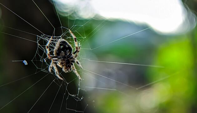 Darwin-Rindenspinnenart