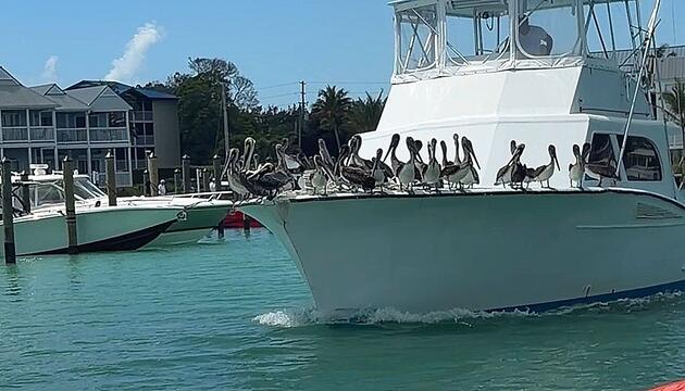 Kostenlose Kreuzfahrt: Pelikanschwarm fährt auf Boot mit