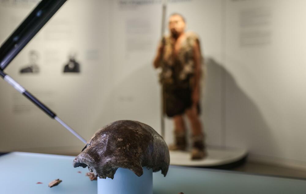 Neandertaler im LVR-LandesMuseum Bonn