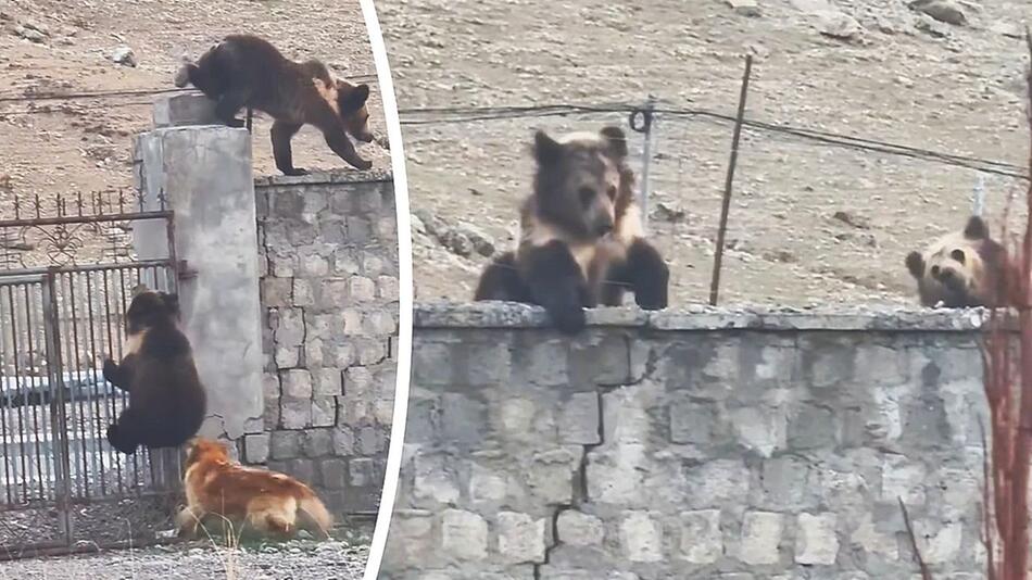 Held auf vier Pfoten: Hund vertreibt zwei Bären von Grundstück