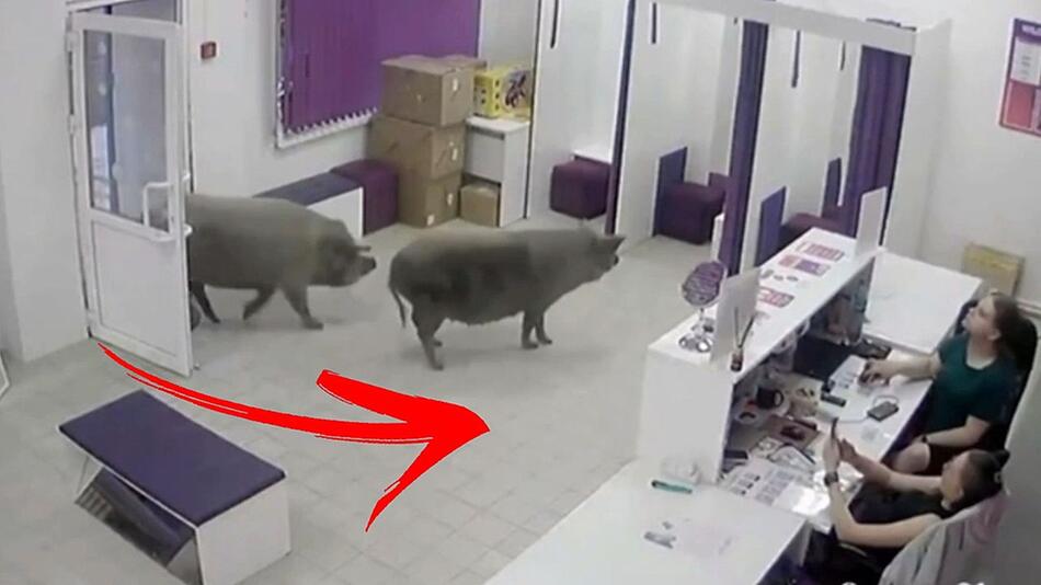 Zwei Wildschweine spazieren in Schönheitsklinik – Angestellte könne es nicht fassen