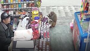 Dreister Raubzug: Affe beklaut abgelenkten Ladenbesitzer