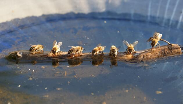 Bienen am Wasser