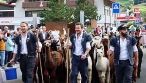 Alpakas beim Alpabzug in Plaffeien