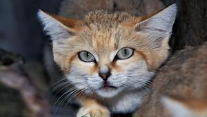 Eine Sandkatze schaut in die Kamera.