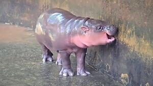 „Gegrillter Schweinefleischsalat“: Thailands neues Hippo-Baby heißt Moo Nam Tok