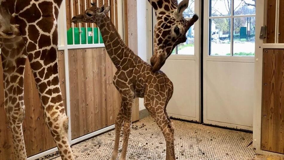 Das Giraffen-Jungtier in Schönbrunn ist gestorben