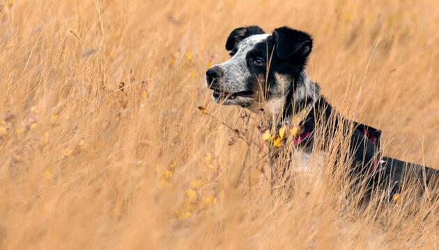 Hund im Feld