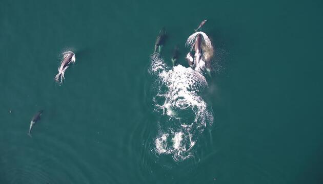 Delfine und Orcas jagen zusammen