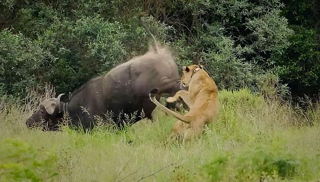Angriff aus dem Hinterhalt: Löwin erlebt blaues Wunder