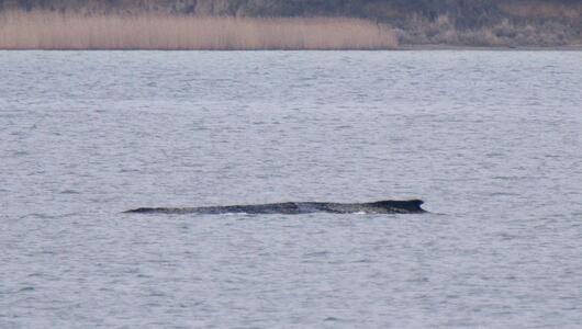 Wal erneut gestrandet