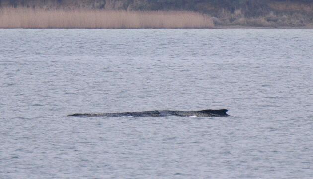 Wal erneut gestrandet