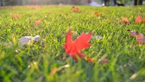 Rasenpflege im Herbst