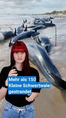 Kleine Schwertwale gestrandet