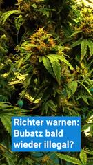 Cannabis bald wieder verboten? Darum warnen Richter vor einem Verbot