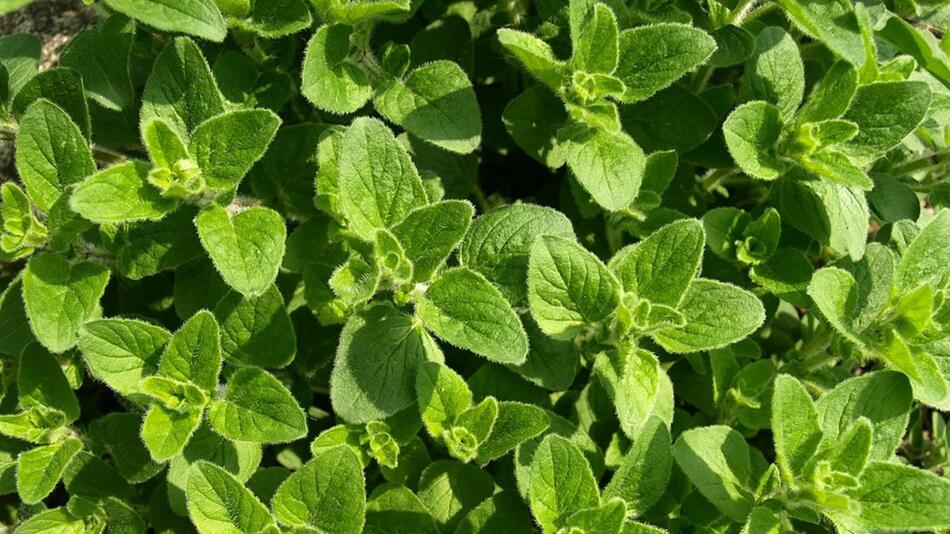 Oregano pflanzen