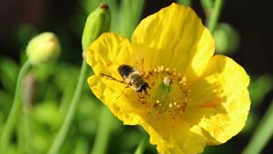 Gelber Mohn