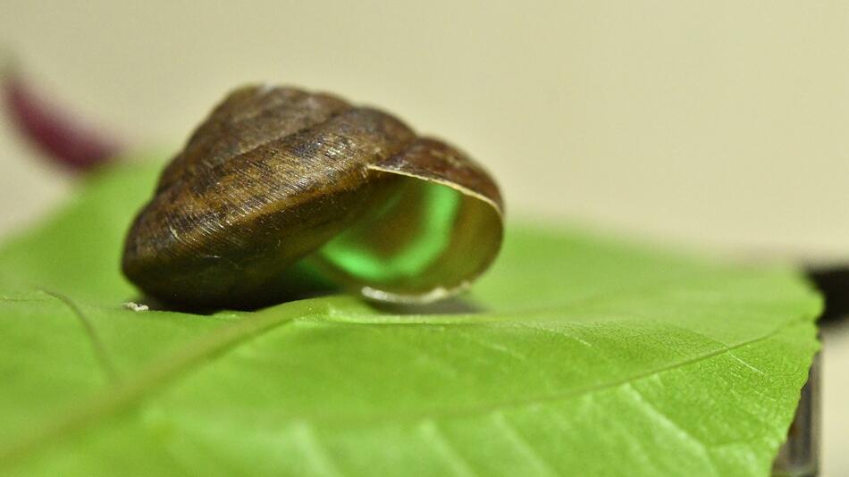 Phuphania crossei, Schnecke