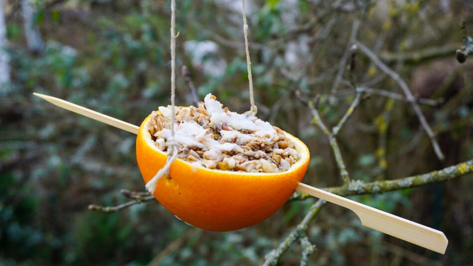 vogelfutter in orangenschalen