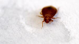 Pariser Filminstitut schließt Kinosäle wegen Bettwanzen