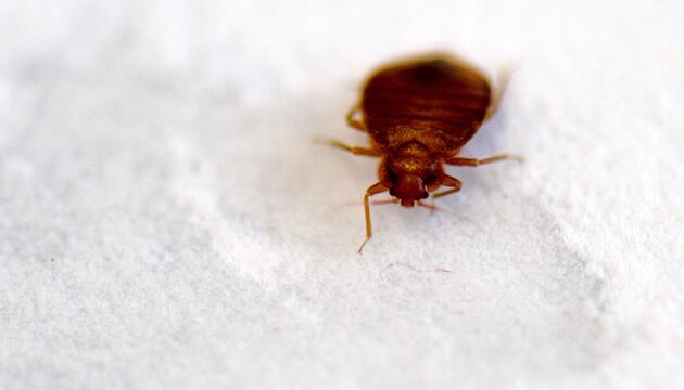 Pariser Filminstitut schließt Kinosäle wegen Bettwanzen