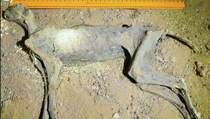 Forscher entdeckten in saudi-arabischen Höhlen Geparden-Mumien