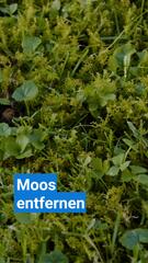 Tipps gegen Moos
