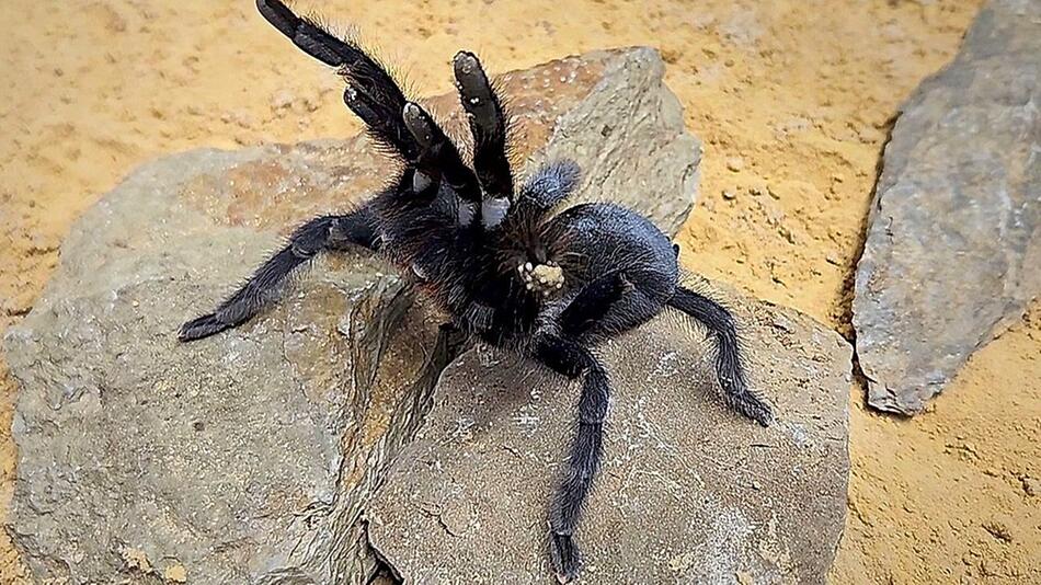 Monster-Spinne mit Monster-Genitalien: Vogelspinnenart stellt Rekord auf