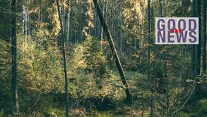 Wald mit hohen Bäumen und dichtem Unterholz, durch das Sonnenlicht fällt, mit dem Schriftzug ...