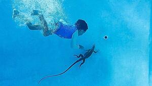 Leguan im Pool: Junge schnappt sich Echse mit bloßen Händen