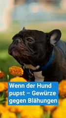 Wenn der Hund pupst: Das hilft gegen Blähungen