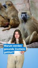 Löwenbabys in Köln, Paviane in Nürnberg: Warum Zoos Tiere töten