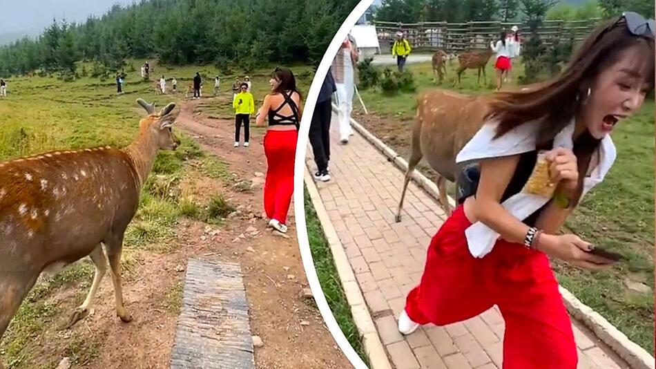 Frecher Hirsch jagt Touristin und will ihre Bluse stibitzen