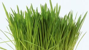 Ostergras in einer Schale