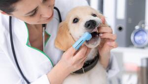 Ein Tierarzt reinigt die Zähne eines Hundes.
