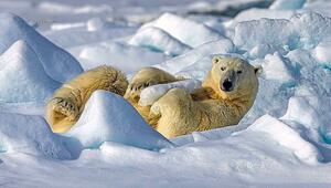 Fitness am Nordpol: Eisbär überrascht Fotograf mit kuriosem Workout