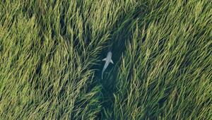 Siena Drone Photo Awards, Drohnen, Aufnahmen, Fotografie, Wettbewerb, Natur