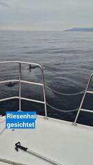 Riesensäuger vor der Küste Kroatiens entdeckt