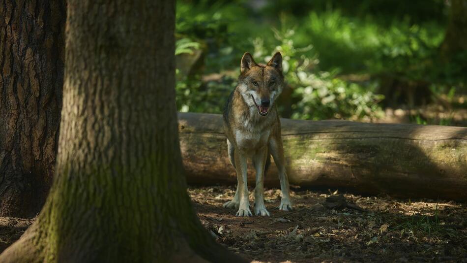 Wolf in einem Wald