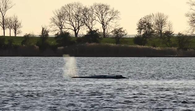 Wettlauf um den Wal: Neue Rettung weiter auf der Kippe