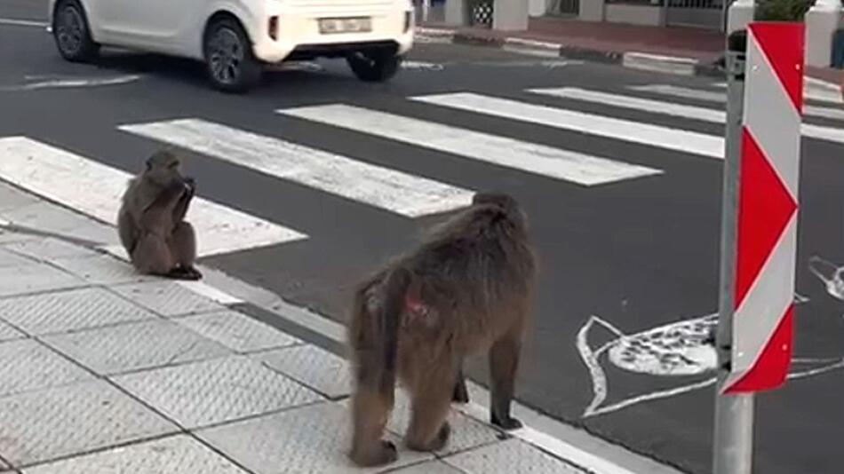 Geduldig gewartet: Schlaue Paviane überqueren Straße auf Zebrastreifen