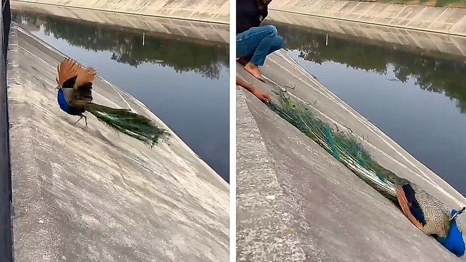 Pfau steckt in steilem Kanal fest – Männer retten Vogel