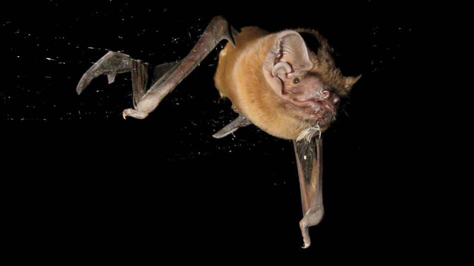 Fledermaus