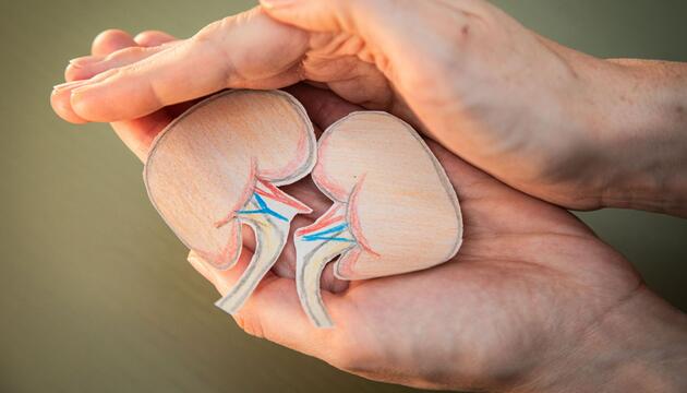 Eine Frau hält Nieren aus Papier in den Händen