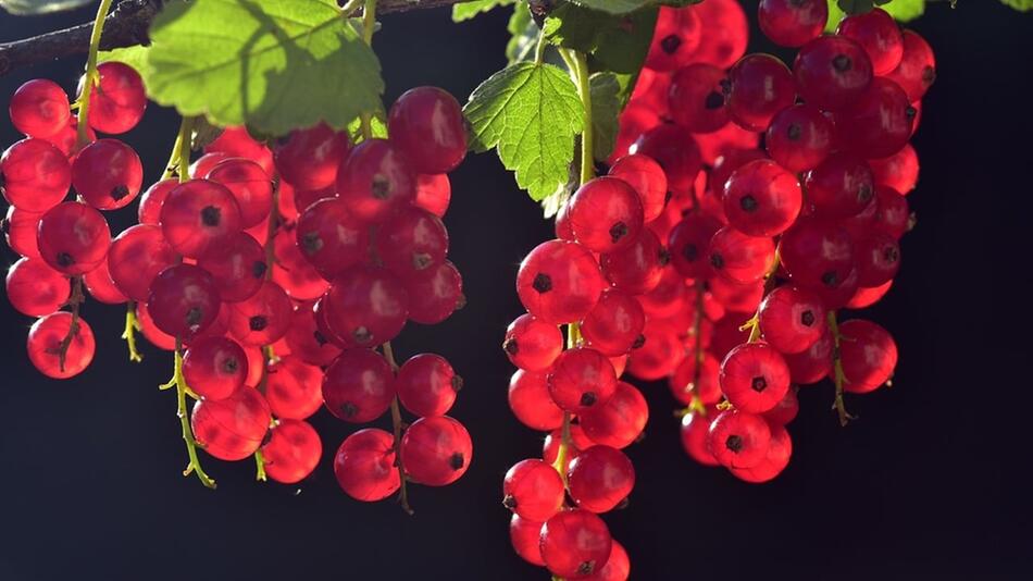 Johannisbeeren