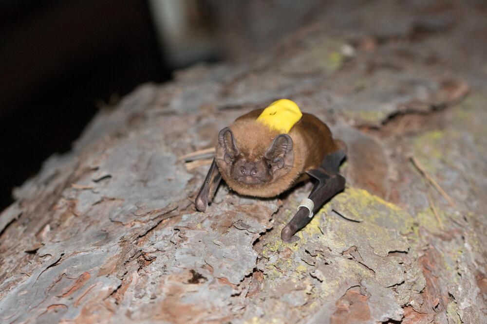 Fledermaus