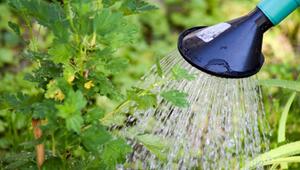 Gießverbot und kalkhaltiges Leitungswasser: Warum Regenwasser die bessere Wahl ist