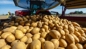 Kartoffelernte fällt geringer aus