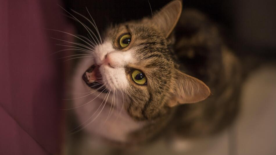 Katze miaut vor Tür