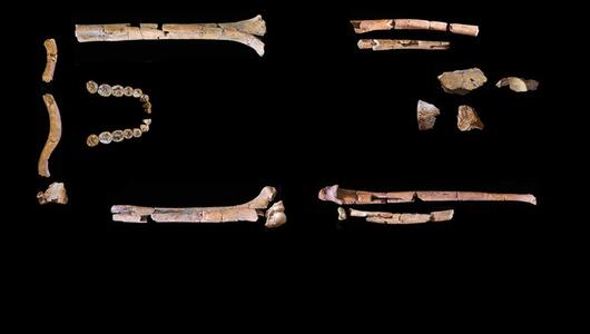 Skelett des Homo habilis